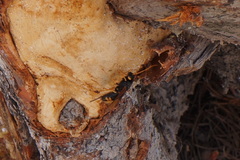 Urocerus flavicornis