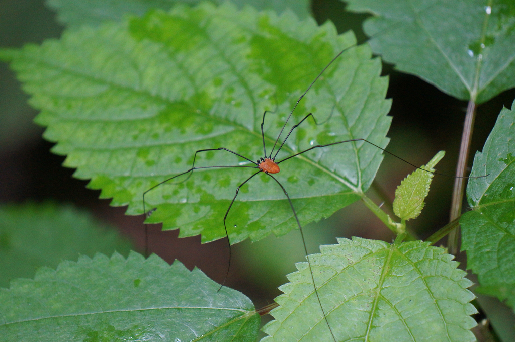 Leiobunum nigropalpi