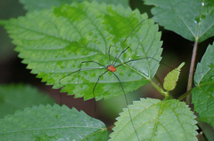 Leiobunum nigropalpi