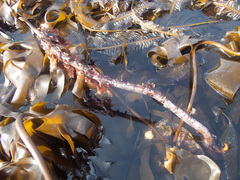 Laminaria hyperborea