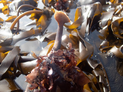 Laminaria hyperborea