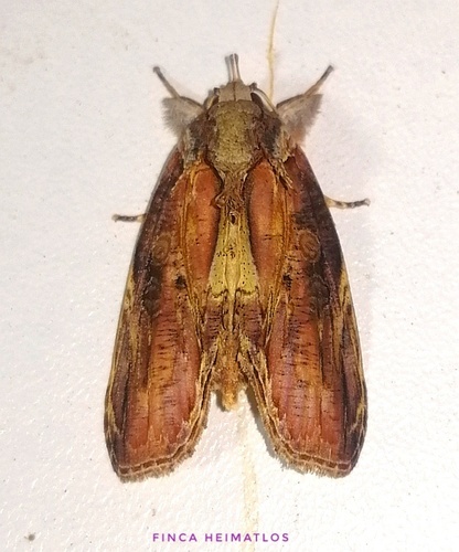 Iscadia purpurascens