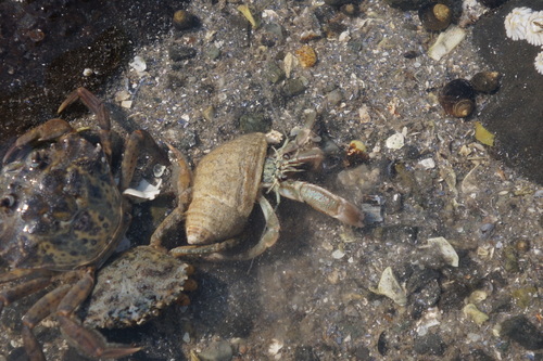 Pagurus longicarpus