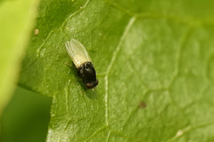 Minettia longipennis