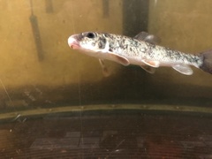 Catostomus commersonii