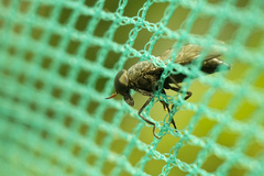 Minettia longipennis