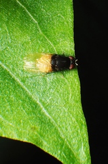 Minettia longipennis