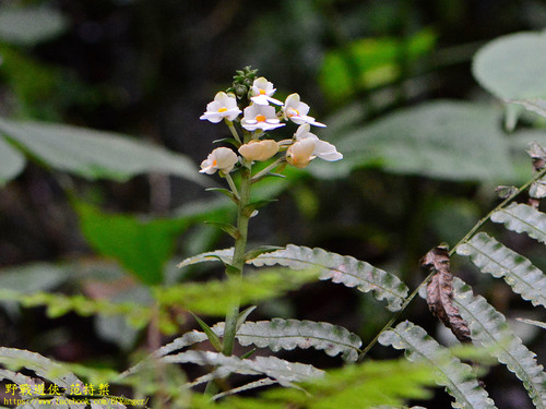 Calanthe alismifolia iNat (1)