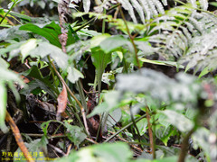 Calanthe alismifolia