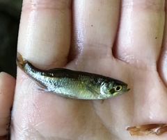 Leucaspius delineatus