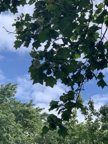 photo of Tulip Tree (Liriodendron tulipifera)