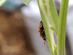 Deraeocoris punctum