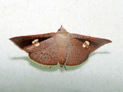 Thyrididae