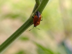 Deraeocoris punctum