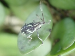 Cyphicerini
