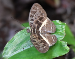 Catuna crithea