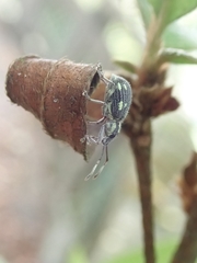 Cyphicerini