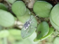 Cyphicerini