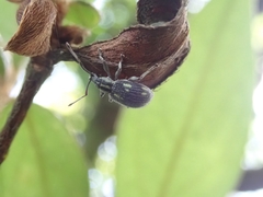 Cyphicerini