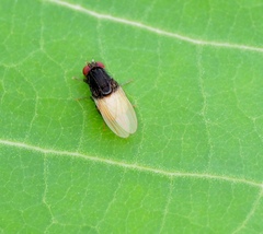 Minettia longipennis