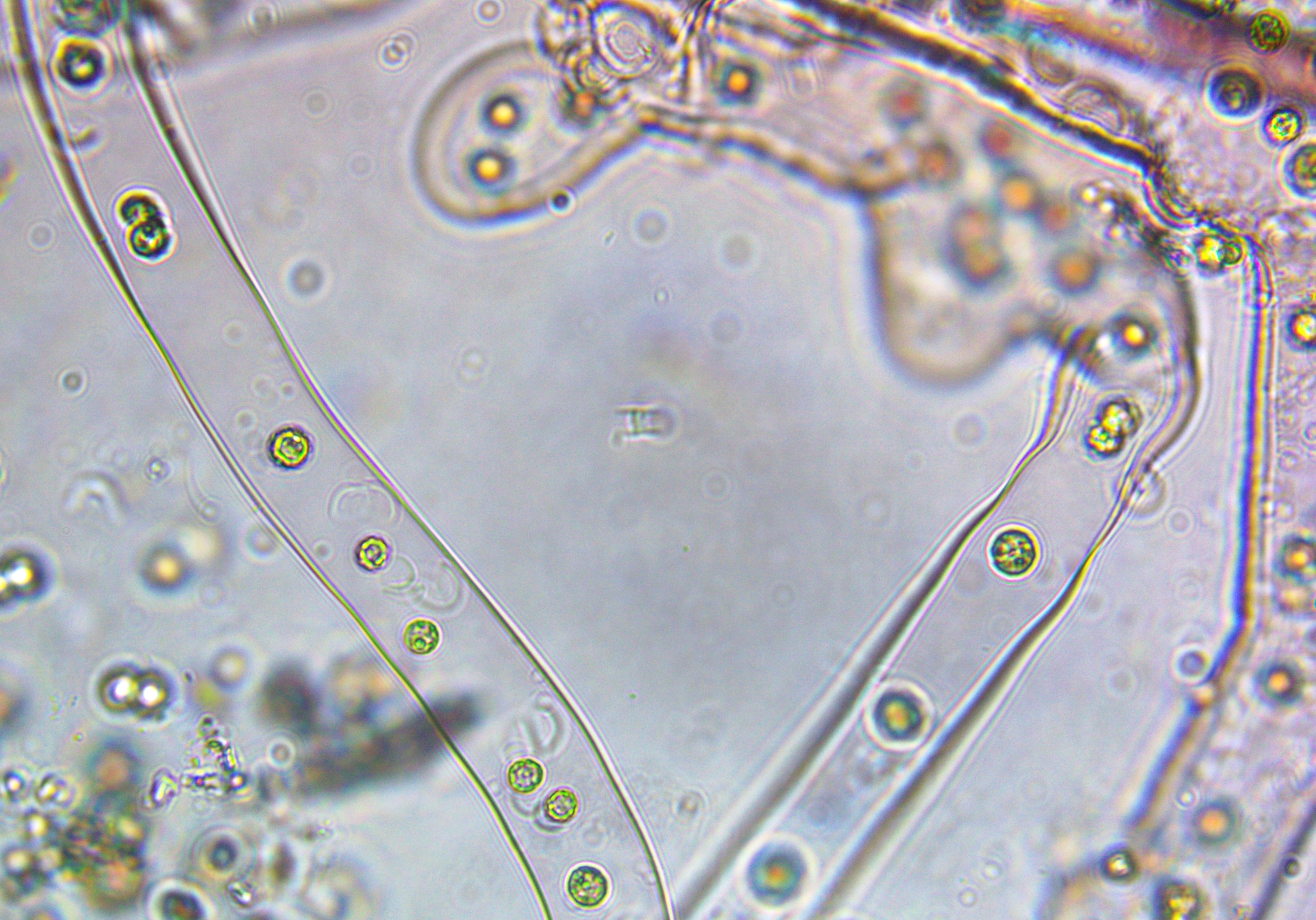 Palmodictyon