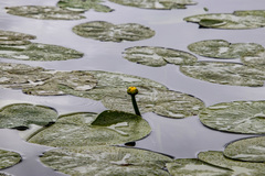 Nuphar pumila