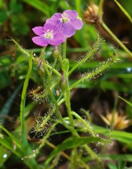 Drosera indica
