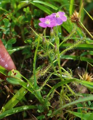 Drosera indica