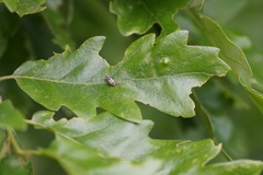 Phyllobius betulinus