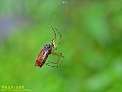 Leucauge celebesiana