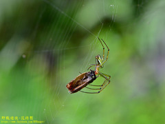 Leucauge celebesiana
