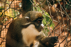 Cercopithecus petaurista