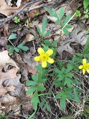 Ranunculus hispidus nitidus