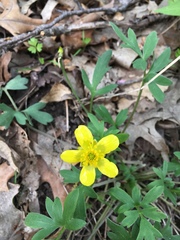 Ranunculus hispidus nitidus