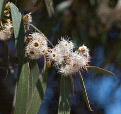 Eucalyptus gracilis