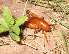Udeopsylla robusta