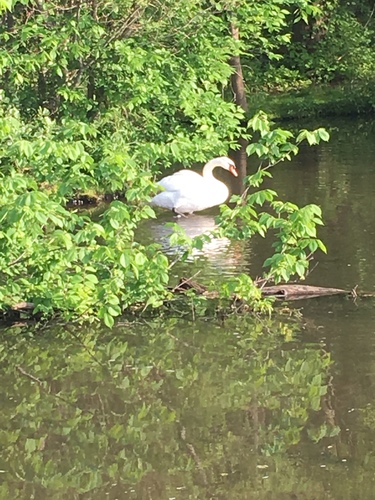 photo of Mute Swan (Cygnus olor)