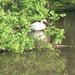 photo of Mute Swan (Cygnus olor)