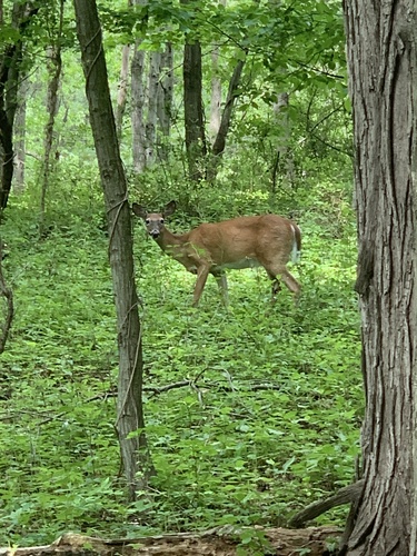 photo of White-tailed Deer (Odocoileus virginianus)