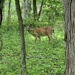 photo of White-tailed Deer (Odocoileus virginianus)