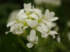 Cardamine leucantha