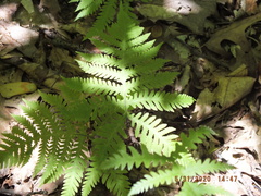 Phegopteris