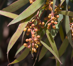 Eucalyptus gracilis