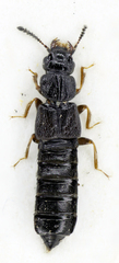 Anotylus inustus