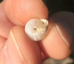 Praticolella berlandieriana