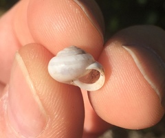 Praticolella berlandieriana