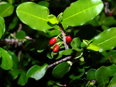 Erythroxylum cumanense