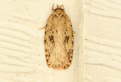 Agonopterix canadensis
