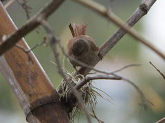 Cranioleuca subcristata