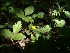 Potentilla simulatrix